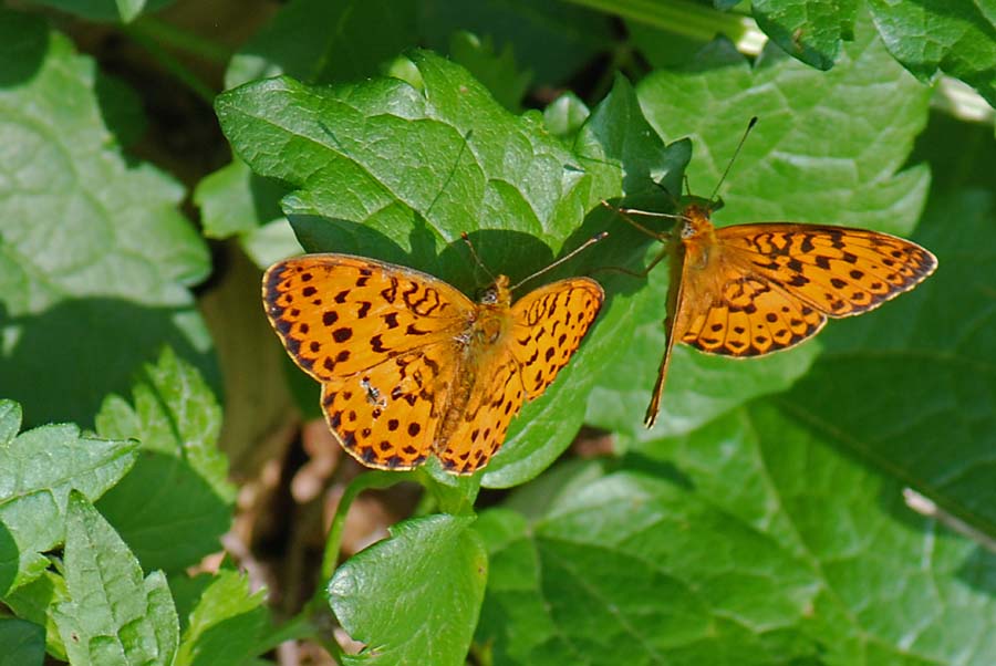 Conferma - Nymphalidae - Argynnis adippe?